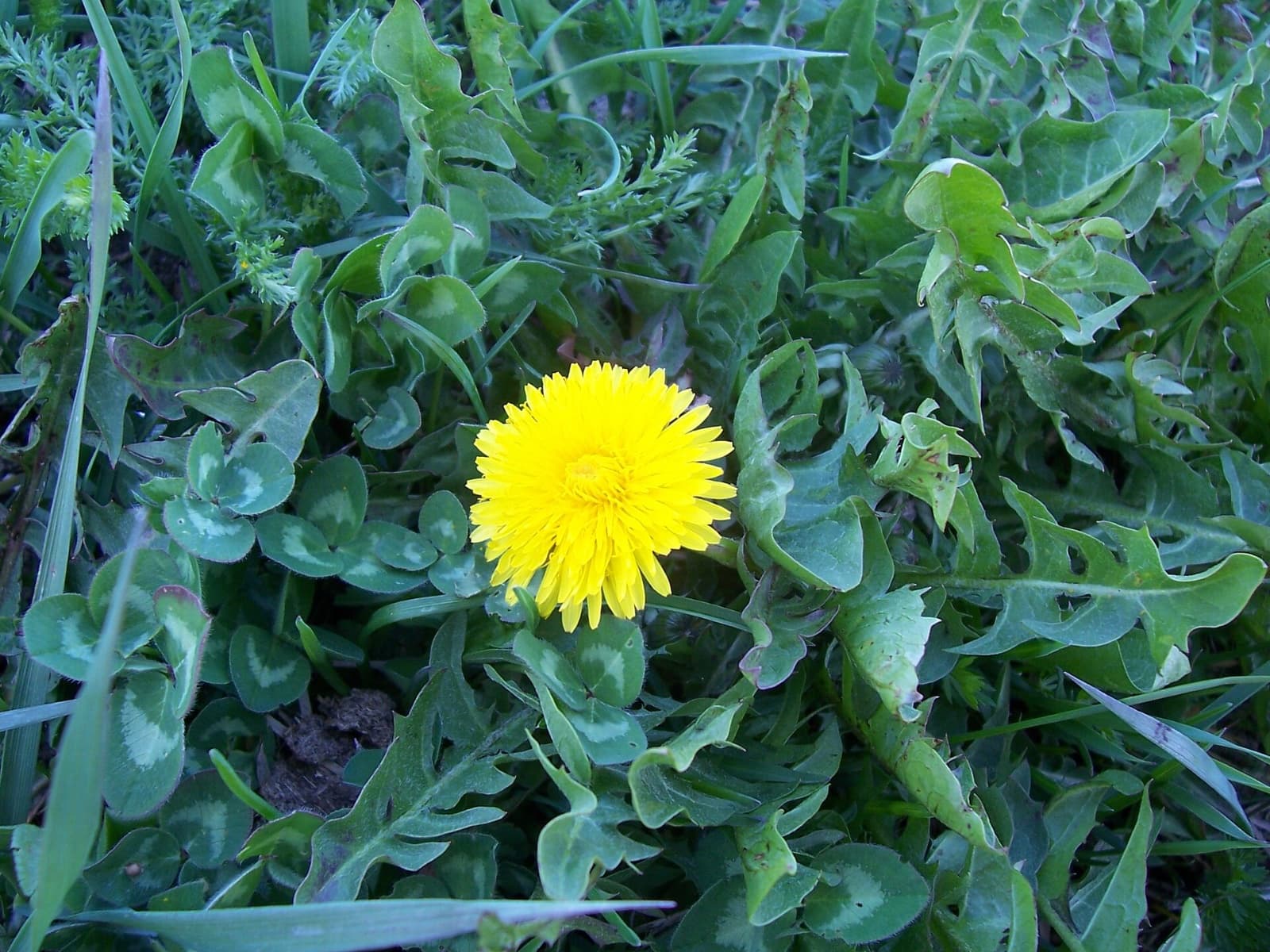 Common dandelion spotted by Plant love