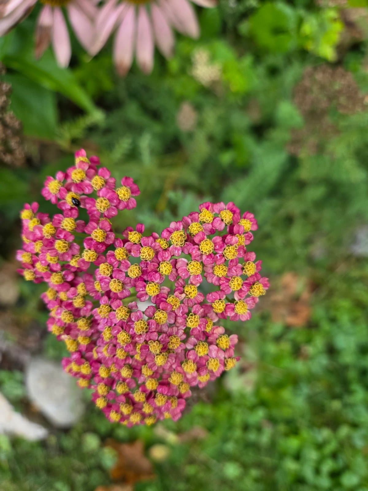 Common yarrow photographed by Plant Love