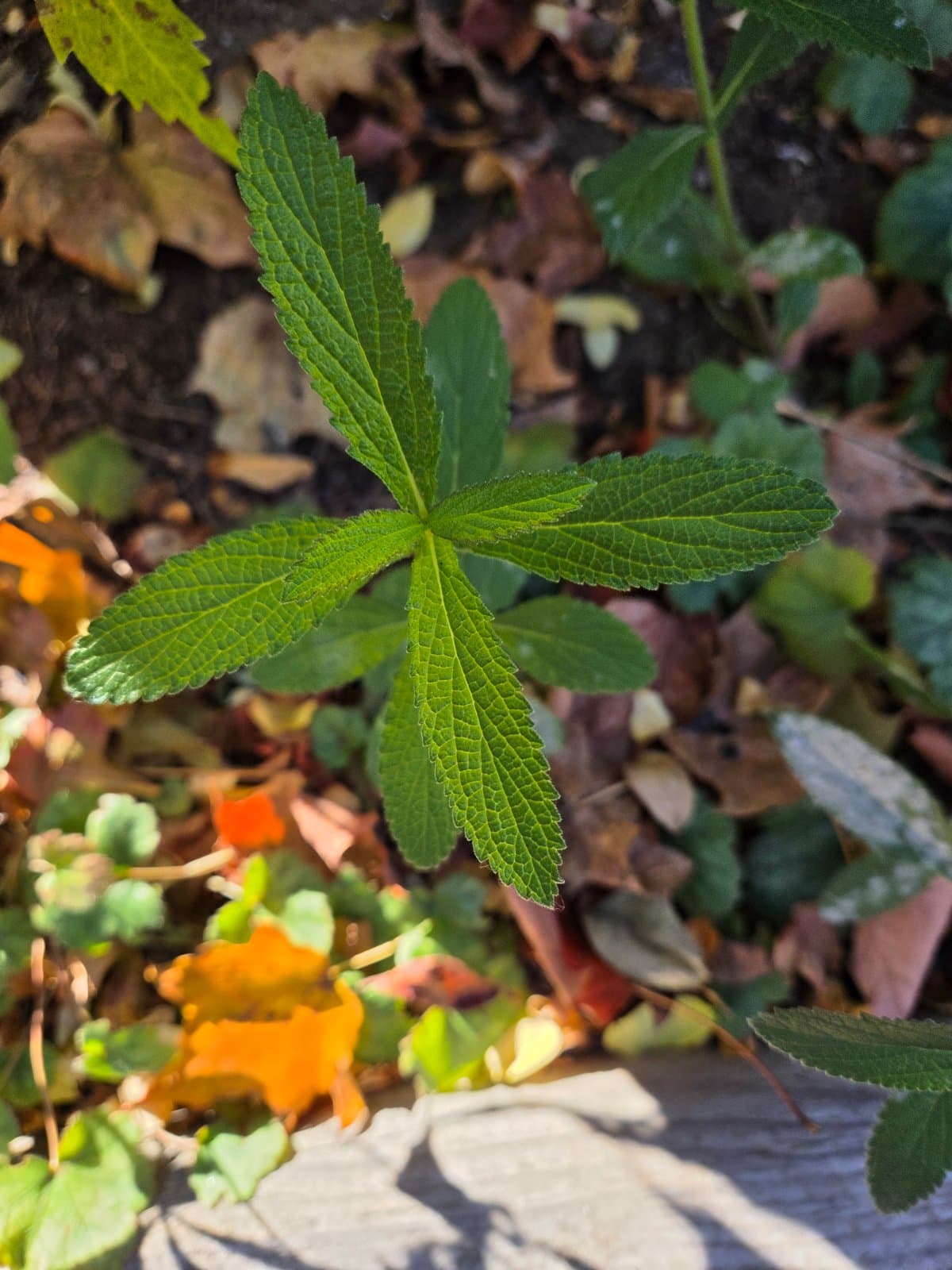 Sulphur cinquefoil photographed by Plant Love