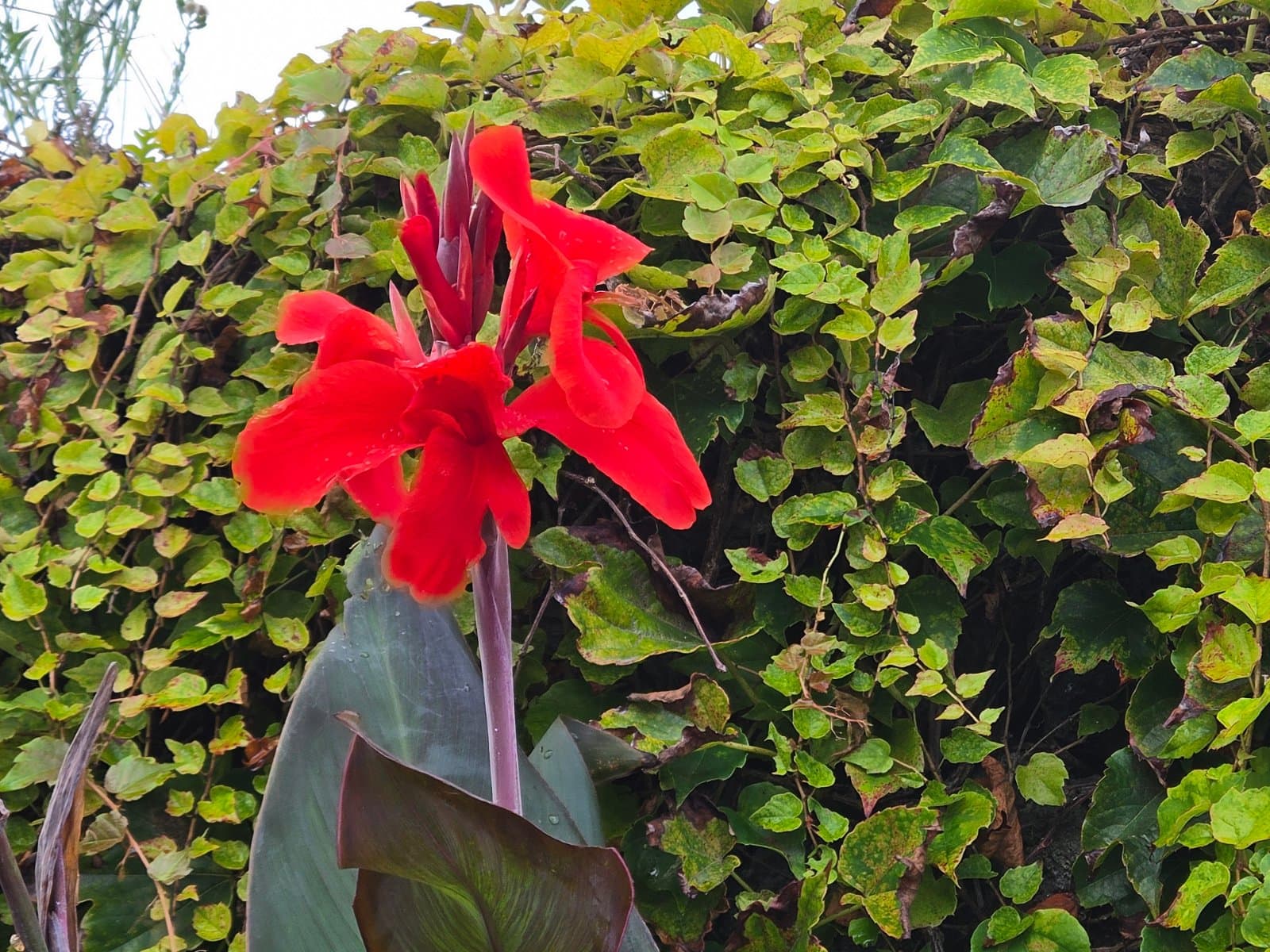 Canna lily photographed by Plant love
