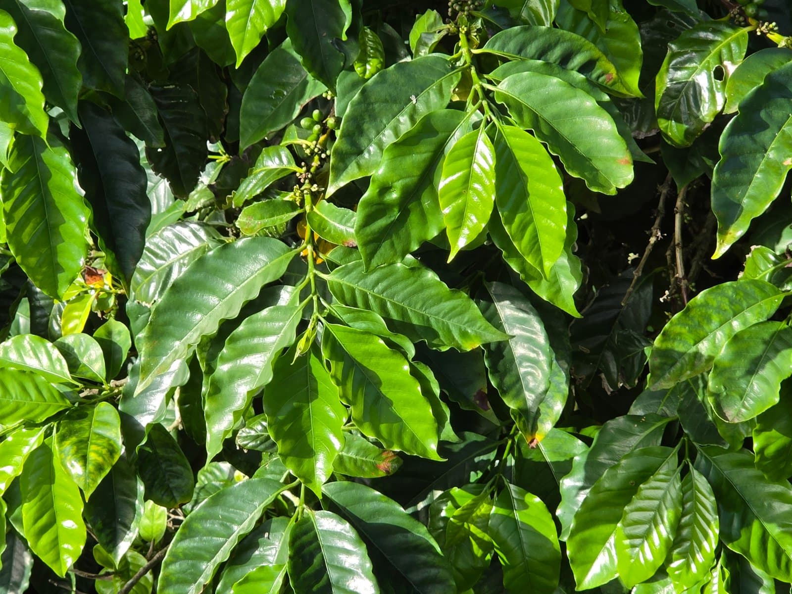 Arabica coffee photographed by Plant love