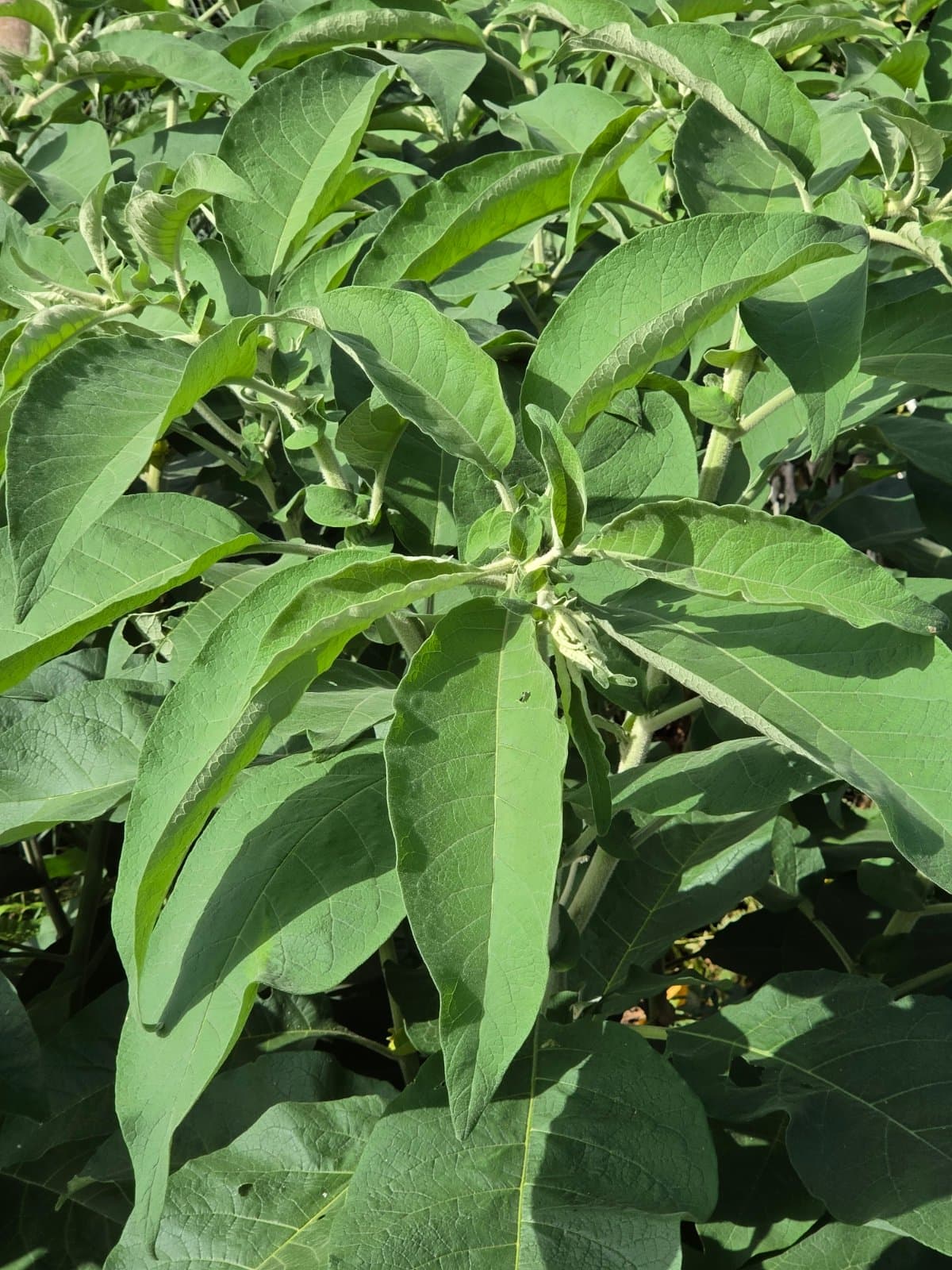 Woolly nightshade (tobacco tree) photographed by Plant love