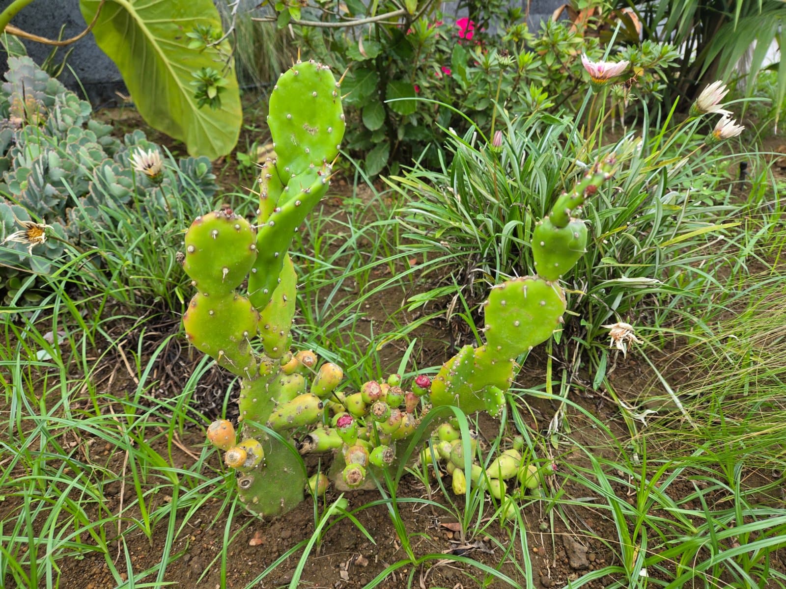 Drooping prickly pear photographed by Plant love