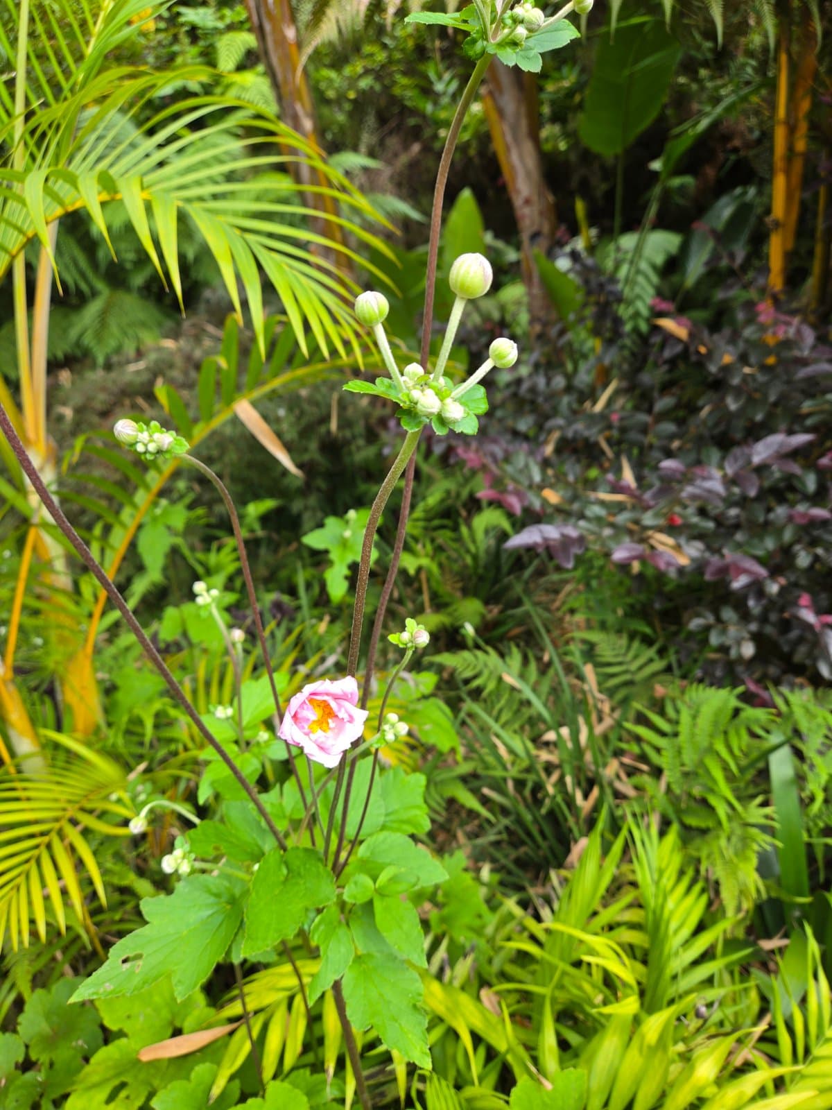 Japanese anemone photographed by Plant love