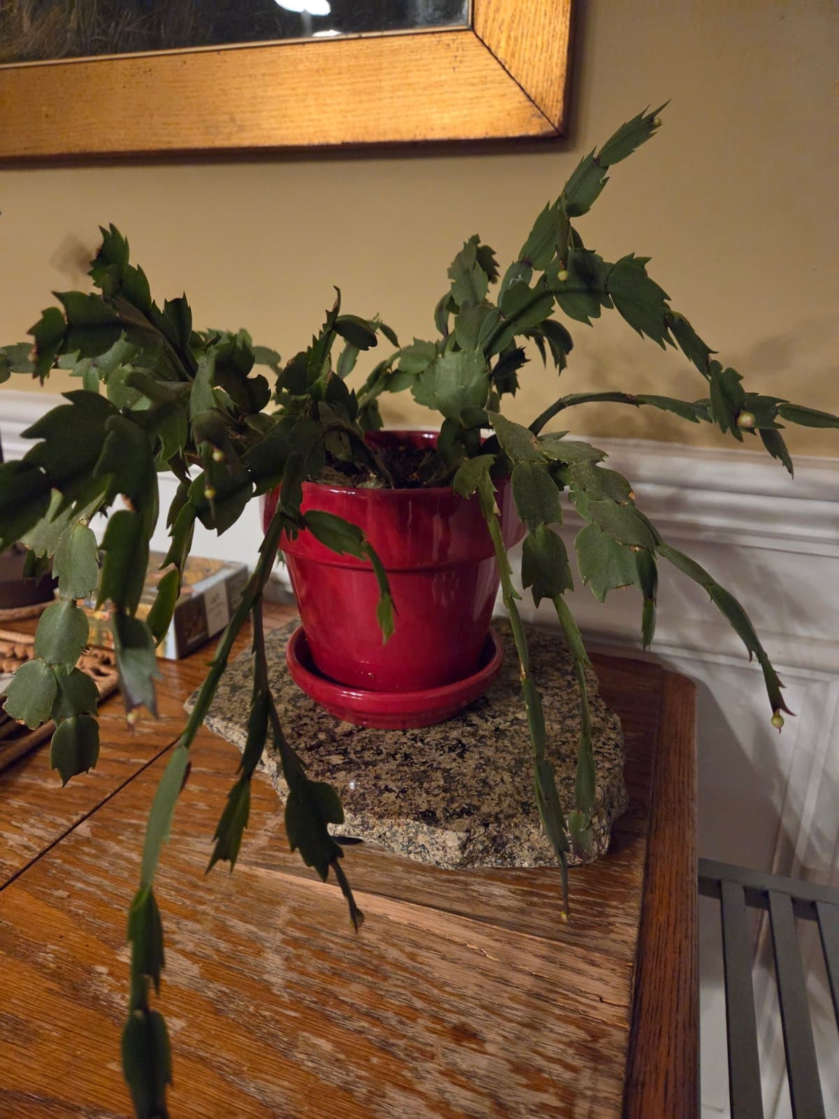 Thanksgiving cactus photographed by Plant Love