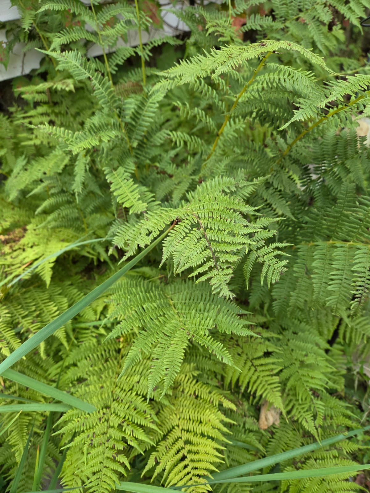 Hay-scented fern photographed by Plant Love