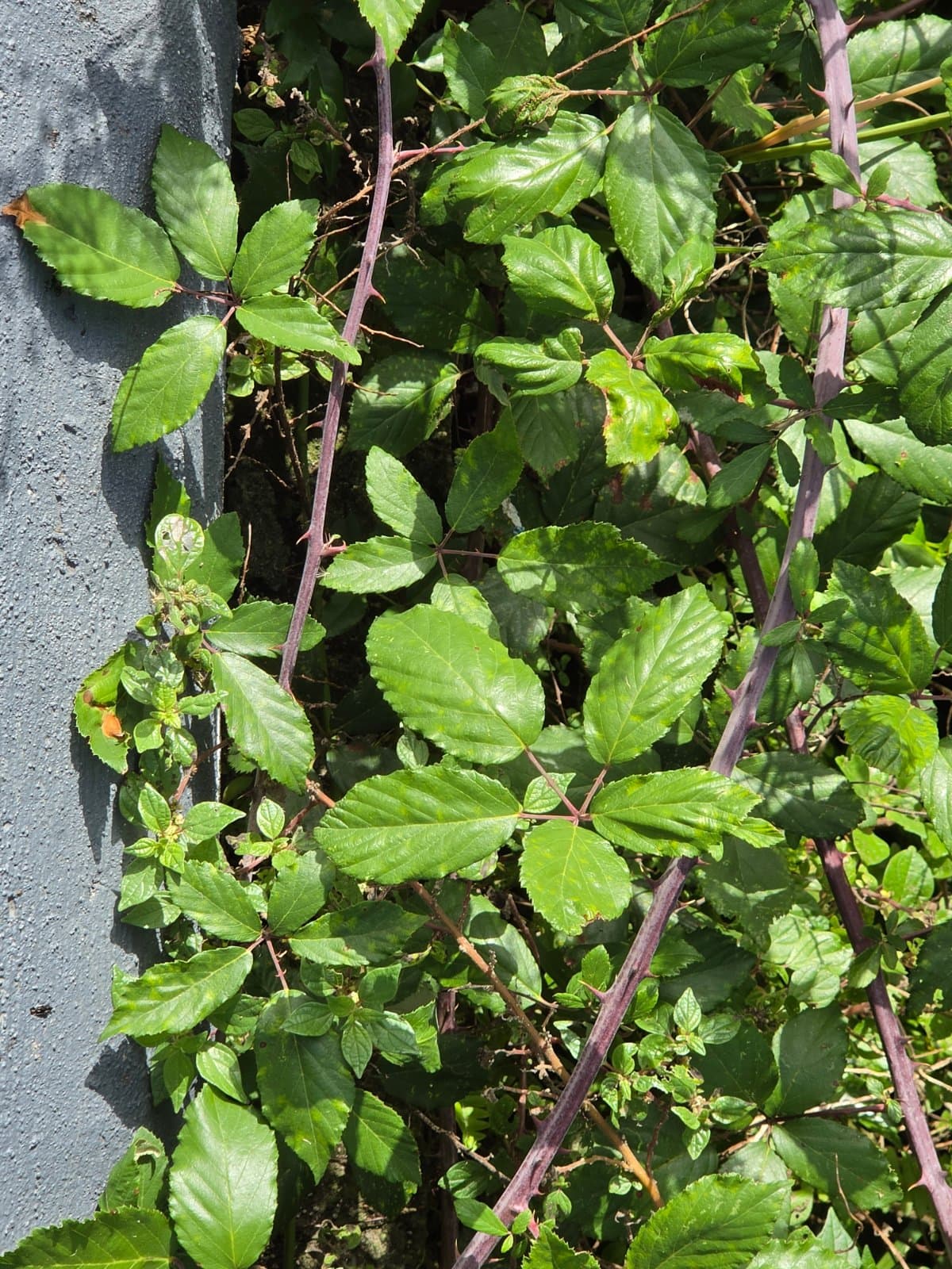 Elmleaf blackberry photographed by Plant love