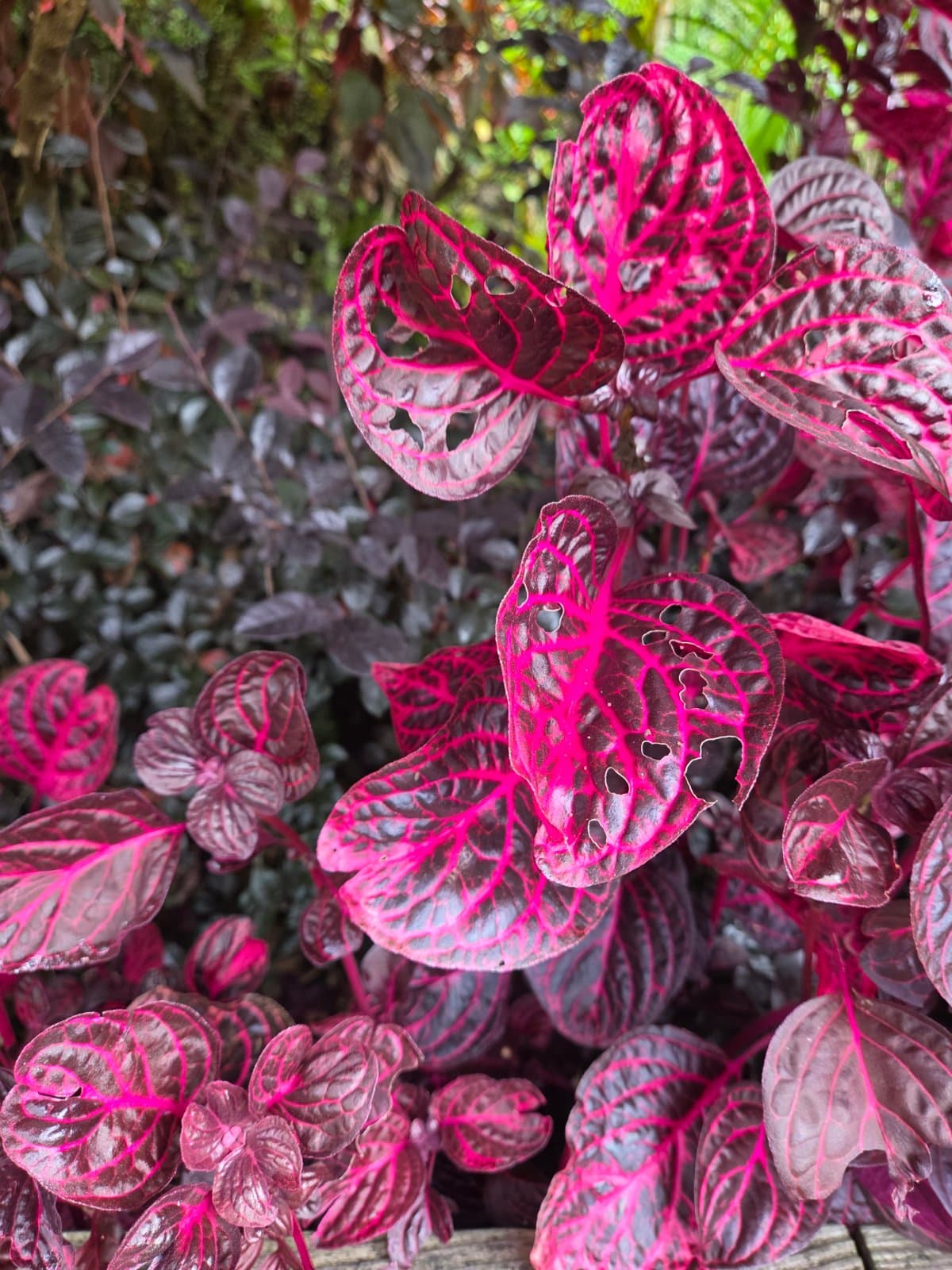 Bloodleaf photographed by Plant love